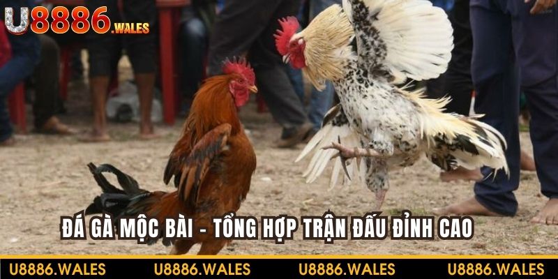 Đá Gà Mộc Bài - Tổng Hợp Trận Đấu Đỉnh Cao Cho Người Chơi