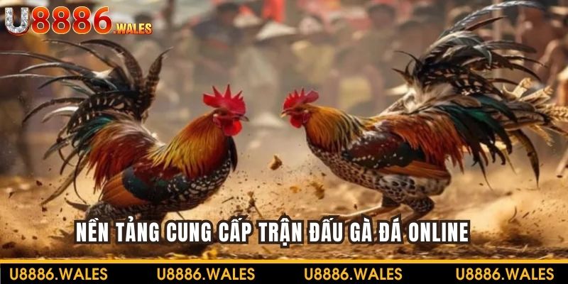 Đá gà online là nền tảng chuyên cung cấp 