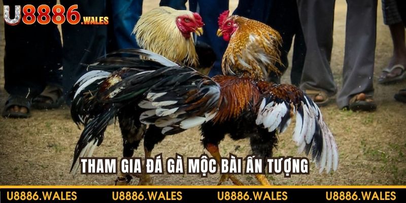 Tham gia Đá gà Mộc Bài với rất nhiều trận đấu ấn tượng
