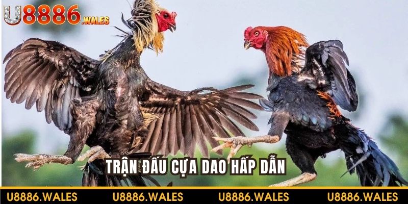 Trận đấu cựa dao trong Đá gà Mộc Bài