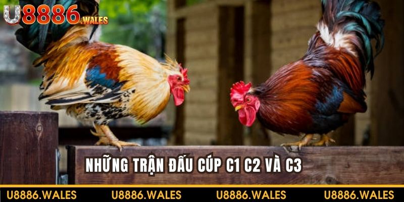 Những trận đấu Đá gà Mộc Bài trong cúp C1 C2 C3