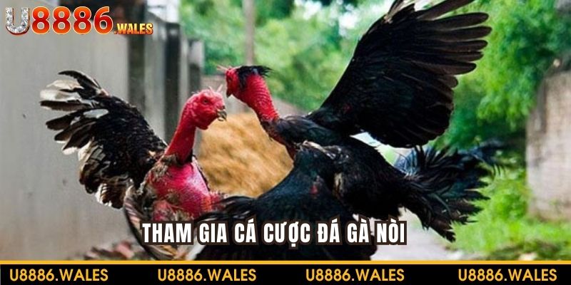Đá gà nòi với trải nghiệm thân thuộc