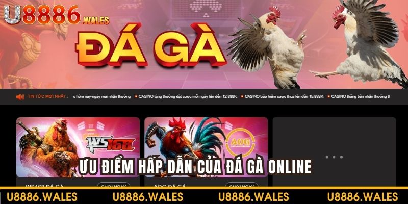 Ưu điểm hấp dẫn của nền tảng Đá gà Mộc Bài